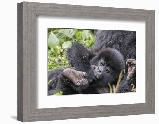 Rwanda, Volcanoes National Park, Ruhengeri, Kinigi. Mountain gorilla. Baby and mother.-Emily Wilson-Framed Photographic Print