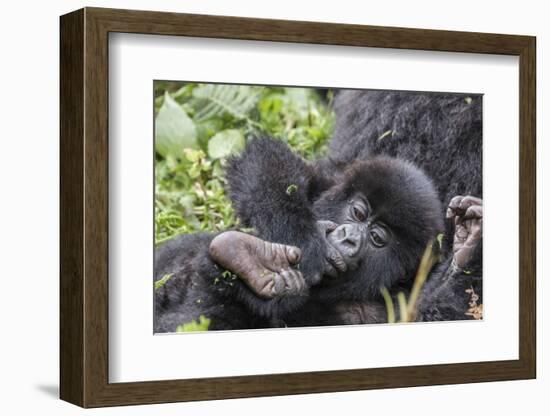 Rwanda, Volcanoes National Park, Ruhengeri, Kinigi. Mountain gorilla. Baby and mother.-Emily Wilson-Framed Photographic Print