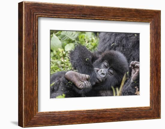 Rwanda, Volcanoes National Park, Ruhengeri, Kinigi. Mountain gorilla. Baby and mother.-Emily Wilson-Framed Photographic Print