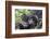 Rwanda, Volcanoes National Park, Ruhengeri, Kinigi. Mountain gorilla. Baby and mother.-Emily Wilson-Framed Photographic Print