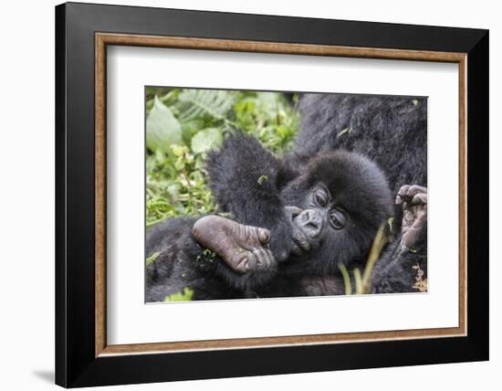 Rwanda, Volcanoes National Park, Ruhengeri, Kinigi. Mountain gorilla. Baby and mother.-Emily Wilson-Framed Photographic Print