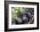 Rwanda, Volcanoes National Park, Ruhengeri, Kinigi. Mountain gorilla. Baby and mother.-Emily Wilson-Framed Photographic Print