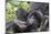 Rwanda, Volcanoes National Park, Ruhengeri, Kinigi. Mountain gorilla. Baby and mother.-Emily Wilson-Mounted Photographic Print