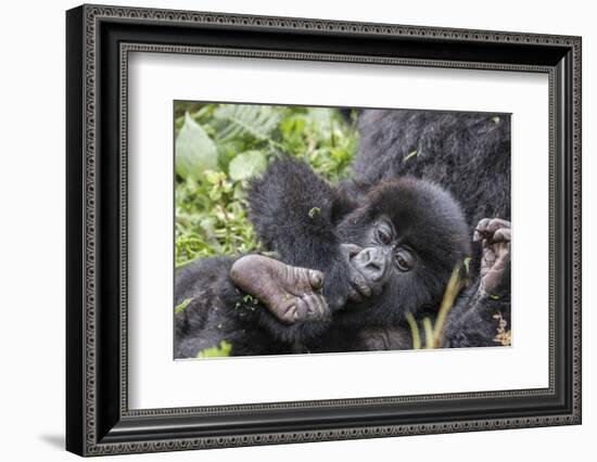 Rwanda, Volcanoes National Park, Ruhengeri, Kinigi. Mountain gorilla. Baby and mother.-Emily Wilson-Framed Photographic Print