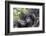 Rwanda, Volcanoes National Park, Ruhengeri, Kinigi. Mountain gorilla. Baby and mother.-Emily Wilson-Framed Photographic Print