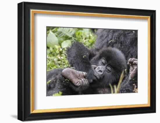 Rwanda, Volcanoes National Park, Ruhengeri, Kinigi. Mountain gorilla. Baby and mother.-Emily Wilson-Framed Photographic Print