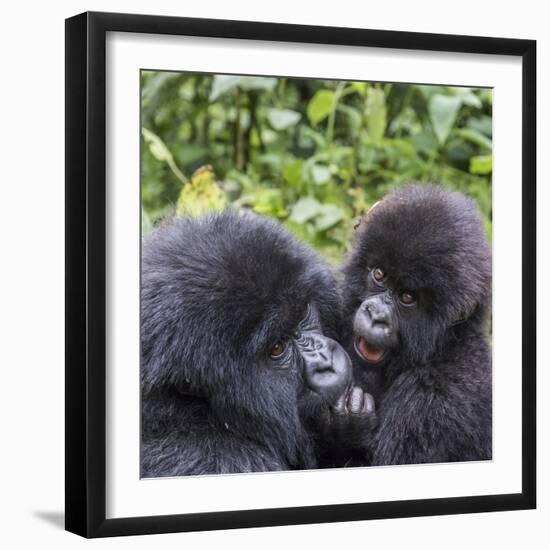 Rwanda, Volcanoes National Park, Ruhengeri, Kinigi. Mountain gorilla. Baby and mother.-Emily Wilson-Framed Photographic Print