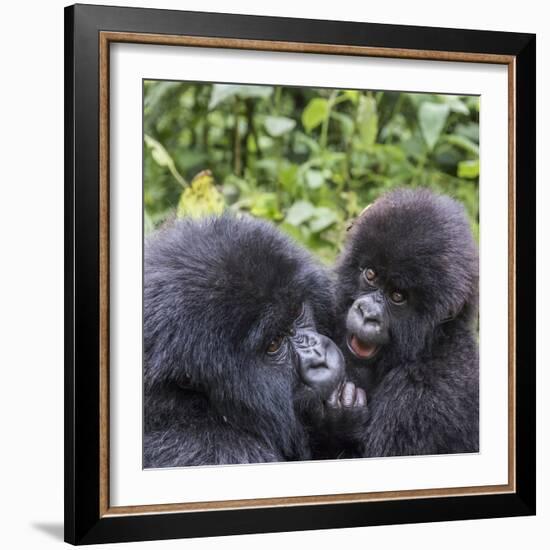 Rwanda, Volcanoes National Park, Ruhengeri, Kinigi. Mountain gorilla. Baby and mother.-Emily Wilson-Framed Photographic Print