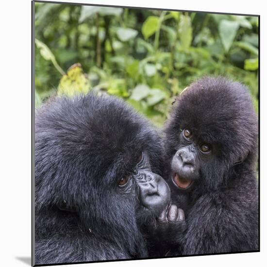 Rwanda, Volcanoes National Park, Ruhengeri, Kinigi. Mountain gorilla. Baby and mother.-Emily Wilson-Mounted Photographic Print