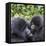 Rwanda, Volcanoes National Park, Ruhengeri, Kinigi. Mountain gorilla. Baby and mother.-Emily Wilson-Framed Premier Image Canvas