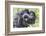 Rwanda, Volcanoes National Park, Ruhengeri, Kinigi. Mountain gorilla. Baby and mother.-Emily Wilson-Framed Photographic Print