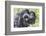 Rwanda, Volcanoes National Park, Ruhengeri, Kinigi. Mountain gorilla. Baby and mother.-Emily Wilson-Framed Photographic Print