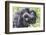 Rwanda, Volcanoes National Park, Ruhengeri, Kinigi. Mountain gorilla. Baby and mother.-Emily Wilson-Framed Photographic Print