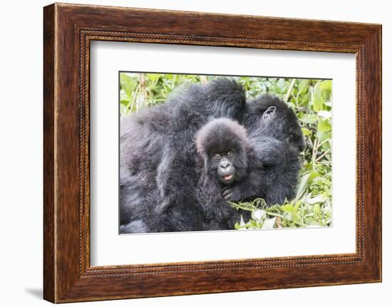 Rwanda, Volcanoes National Park, Ruhengeri, Kinigi. Mountain gorilla. Baby and mother.-Emily Wilson-Framed Photographic Print