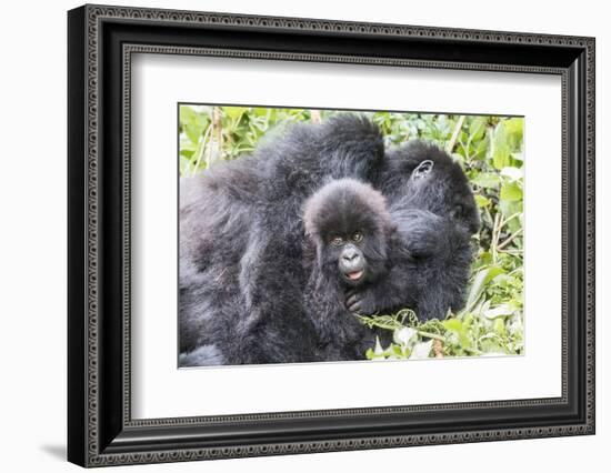 Rwanda, Volcanoes National Park, Ruhengeri, Kinigi. Mountain gorilla. Baby and mother.-Emily Wilson-Framed Photographic Print