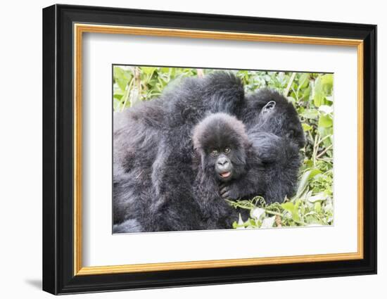 Rwanda, Volcanoes National Park, Ruhengeri, Kinigi. Mountain gorilla. Baby and mother.-Emily Wilson-Framed Photographic Print