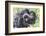 Rwanda, Volcanoes National Park, Ruhengeri, Kinigi. Mountain gorilla. Baby and mother.-Emily Wilson-Framed Photographic Print