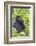 Rwanda, Volcanoes National Park, Ruhengeri, Kinigi. Mountain gorilla.-Emily Wilson-Framed Photographic Print