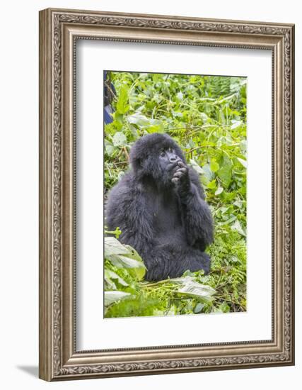 Rwanda, Volcanoes National Park, Ruhengeri, Kinigi. Mountain gorilla.-Emily Wilson-Framed Photographic Print