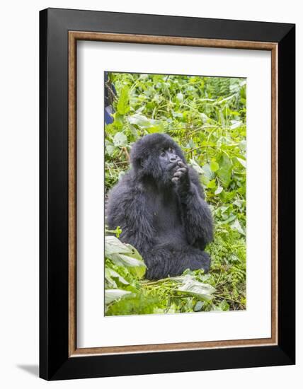 Rwanda, Volcanoes National Park, Ruhengeri, Kinigi. Mountain gorilla.-Emily Wilson-Framed Photographic Print