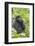 Rwanda, Volcanoes National Park, Ruhengeri, Kinigi. Mountain gorilla.-Emily Wilson-Framed Photographic Print