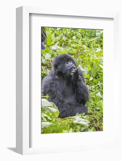 Rwanda, Volcanoes National Park, Ruhengeri, Kinigi. Mountain gorilla.-Emily Wilson-Framed Photographic Print