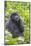 Rwanda, Volcanoes National Park, Ruhengeri, Kinigi. Mountain gorilla.-Emily Wilson-Mounted Photographic Print