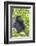 Rwanda, Volcanoes National Park, Ruhengeri, Kinigi. Mountain gorilla.-Emily Wilson-Framed Photographic Print