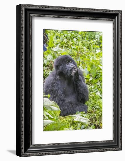 Rwanda, Volcanoes National Park, Ruhengeri, Kinigi. Mountain gorilla.-Emily Wilson-Framed Photographic Print