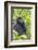 Rwanda, Volcanoes National Park, Ruhengeri, Kinigi. Mountain gorilla.-Emily Wilson-Framed Photographic Print