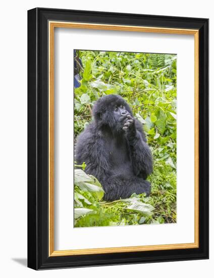 Rwanda, Volcanoes National Park, Ruhengeri, Kinigi. Mountain gorilla.-Emily Wilson-Framed Photographic Print