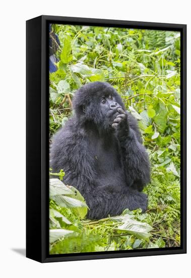 Rwanda, Volcanoes National Park, Ruhengeri, Kinigi. Mountain gorilla.-Emily Wilson-Framed Premier Image Canvas