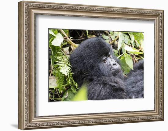 Rwanda, Volcanoes National Park, Ruhengeri, Kinigi. Mountain gorilla.-Emily Wilson-Framed Photographic Print