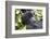 Rwanda, Volcanoes National Park, Ruhengeri, Kinigi. Mountain gorilla.-Emily Wilson-Framed Photographic Print