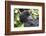 Rwanda, Volcanoes National Park, Ruhengeri, Kinigi. Mountain gorilla.-Emily Wilson-Framed Photographic Print