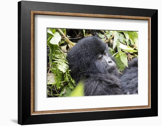 Rwanda, Volcanoes National Park, Ruhengeri, Kinigi. Mountain gorilla.-Emily Wilson-Framed Photographic Print