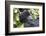 Rwanda, Volcanoes National Park, Ruhengeri, Kinigi. Mountain gorilla.-Emily Wilson-Framed Photographic Print