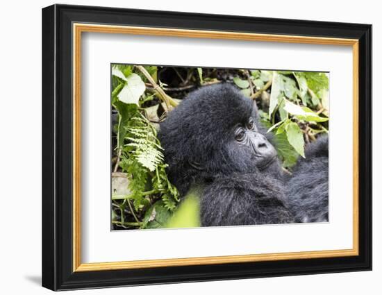 Rwanda, Volcanoes National Park, Ruhengeri, Kinigi. Mountain gorilla.-Emily Wilson-Framed Photographic Print