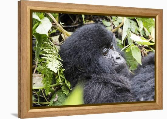 Rwanda, Volcanoes National Park, Ruhengeri, Kinigi. Mountain gorilla.-Emily Wilson-Framed Premier Image Canvas