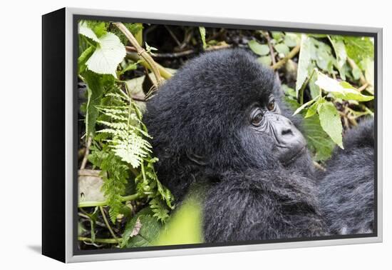 Rwanda, Volcanoes National Park, Ruhengeri, Kinigi. Mountain gorilla.-Emily Wilson-Framed Premier Image Canvas