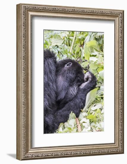 Rwanda, Volcanoes National Park, Ruhengeri, Kinigi. Mountain gorilla.-Emily Wilson-Framed Photographic Print