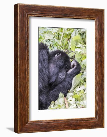 Rwanda, Volcanoes National Park, Ruhengeri, Kinigi. Mountain gorilla.-Emily Wilson-Framed Photographic Print