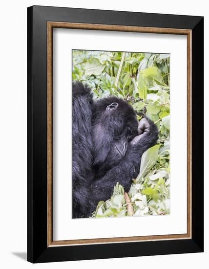 Rwanda, Volcanoes National Park, Ruhengeri, Kinigi. Mountain gorilla.-Emily Wilson-Framed Photographic Print