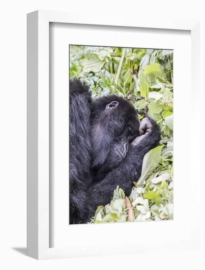 Rwanda, Volcanoes National Park, Ruhengeri, Kinigi. Mountain gorilla.-Emily Wilson-Framed Photographic Print