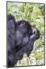 Rwanda, Volcanoes National Park, Ruhengeri, Kinigi. Mountain gorilla.-Emily Wilson-Mounted Photographic Print