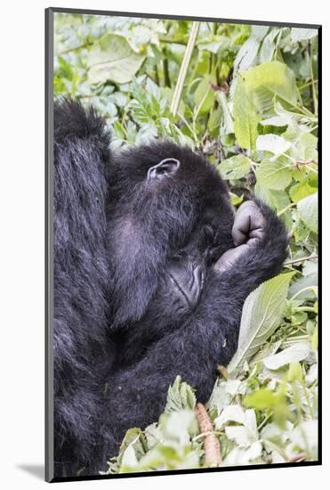 Rwanda, Volcanoes National Park, Ruhengeri, Kinigi. Mountain gorilla.-Emily Wilson-Mounted Photographic Print