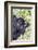 Rwanda, Volcanoes National Park, Ruhengeri, Kinigi. Mountain gorilla.-Emily Wilson-Framed Photographic Print