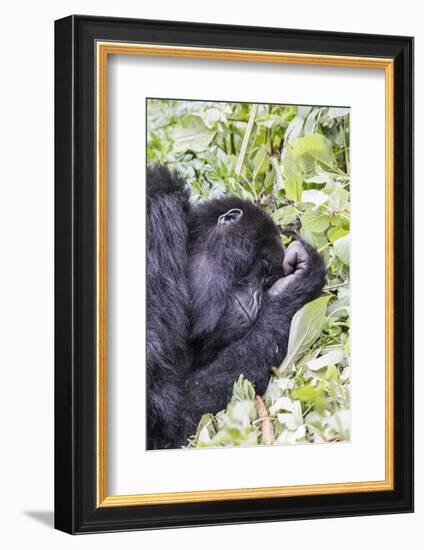 Rwanda, Volcanoes National Park, Ruhengeri, Kinigi. Mountain gorilla.-Emily Wilson-Framed Photographic Print