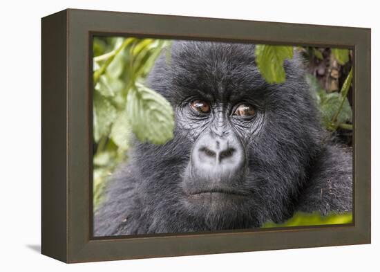 Rwanda, Volcanoes National Park, Ruhengeri, Kinigi. Mountain gorilla.-Emily Wilson-Framed Premier Image Canvas