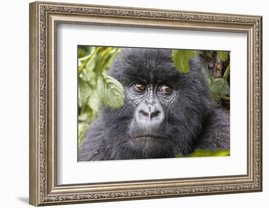 Rwanda, Volcanoes National Park, Ruhengeri, Kinigi. Mountain gorilla.-Emily Wilson-Framed Photographic Print